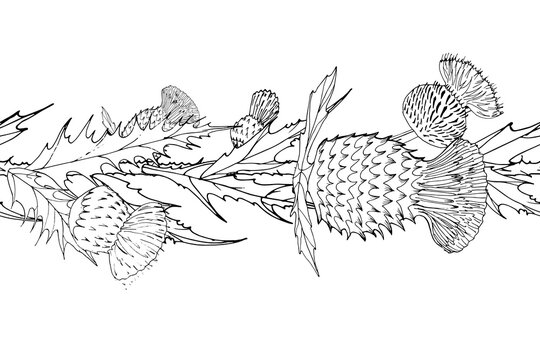 brush with flowers of thistle. Scottish Thistle isolated on white, vector illustration. Template for invitation, poster, flyer, banner, etc.
