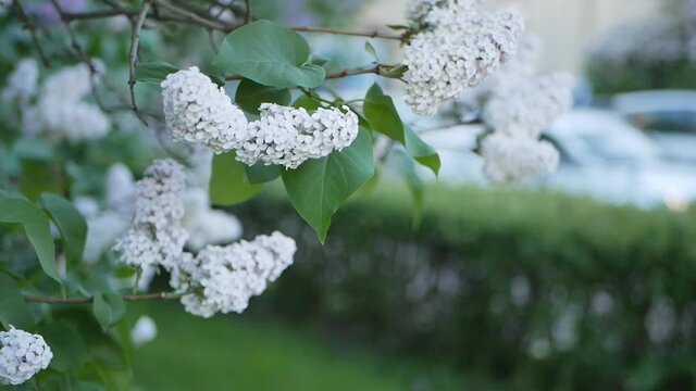 Lilac in a spring park - a branch of lilac in the rays of the setting sun. Spring mood.