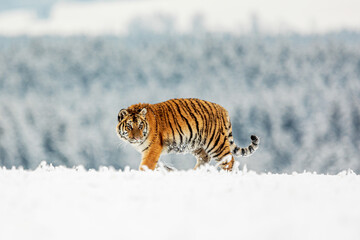 young male Siberian tiger (Panthera tigris tigris) beautiful portrait in a snowy landscape