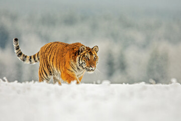 young male Siberian tiger (Panthera tigris tigris) crossing a snowy horizon in an empty landscape © michal