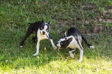 Boston terrier dogs playing on green grass