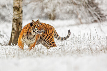 young male Siberian tiger (Panthera tigris tigris) looking up at the snowy landscape in the taiga