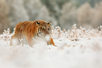Obraz premium young male Siberian tiger (Panthera tigris tigris) sneaks up for prey through a snowy landscape