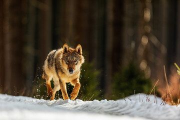 male gray wolf (Canis lupus) nice portrait in winter forest with light from behind © michal