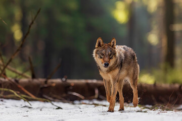 Fototapeta premium male gray wolf (Canis lupus) nice portrait in the winter forest