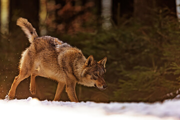 Fototapety na wymiar - Fototapeta24.pl