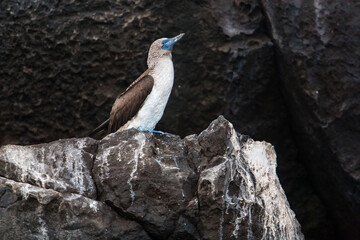 Blue-footed Booby (Sula nebouxii) on the rocks of Prince Phillip's Steps on Genovesa Island,...