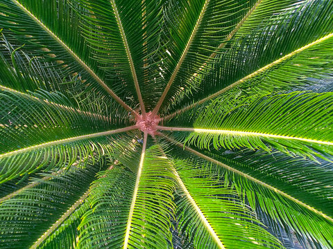 Dioon tree. top view. green leave.