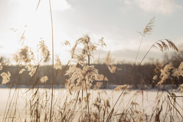 Winter landscape with pampass grass by the lake against cloudy sky. Natural trendy background