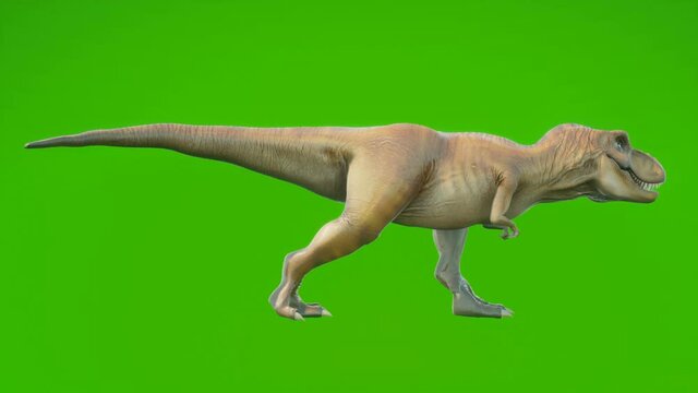 Angry Dinosaur T-Rex walks in a looping seamless animation. Reptile in front of green screen. Animation for historical, natural and animal backgrounds.