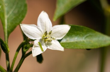 Macro of Green Chilli Flower with Copy Space in Horizontal Orientation