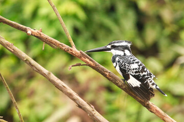 Pied kingfisher (Ceryle rudis) is a species of water kingfisher.  This kingfisher mainly perceive...