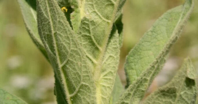 Verbascum densiflorum, the denseflower mullein on the Velebit Mountain in Croatia
