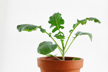 鉢植えのブロッコリーの苗