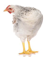 one white chicken isolated on white background, studio shoot