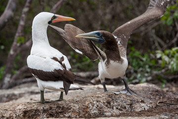 Nazca (masked) booby and blue-footed booby fighting for nesting site on Genovesa Island, Galapagos Islands