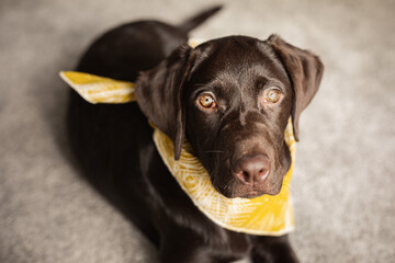 Süßer brauner Labrador mit gelbem Halstuch