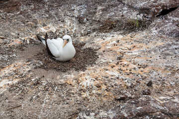 Nazca booby (Sula granti) on ground nesting site. Genovesa Island, Galapagos Islands, Ecuador