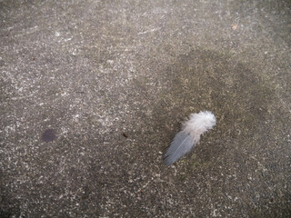 羽根　羽　落し物　コンクリート