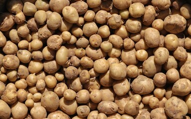 Top View of Harvested Organic Potato in Horizontal Orientation