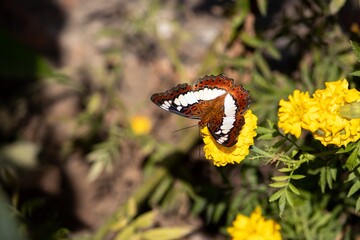 Moduza Procris Butterfly or Commander Butterfly Sitting on Marigold Flower