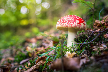 Toadstool