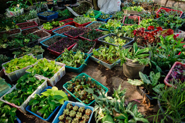 Agricultural garden, tree planting, agricultural garden in the country