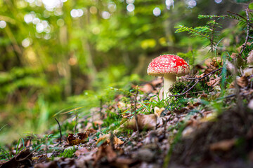 Toadstool