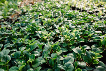 Agricultural garden, tree planting, agricultural garden in the country