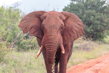 Naklejka na ściany i meble large red tsavo elephant bull charging
