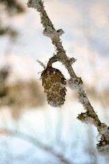 snow on the tree