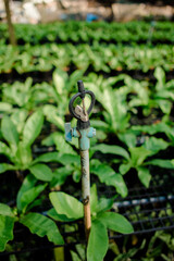 Agricultural garden, tree planting, agricultural garden in the country