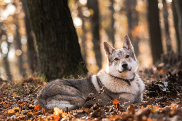 wolfdog lying in autumn forest