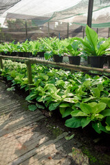 Agricultural garden, tree planting, agricultural garden in the country