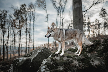 playful wolfdog standing on a rock