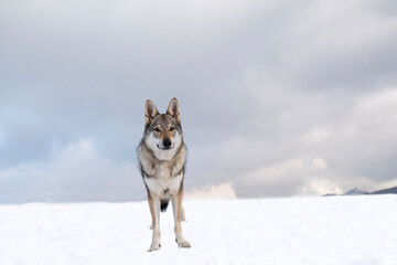 wolfdog on a snow looking into a camera