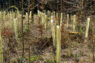 Aufforsten - Kleine Bäume mit Plastik.Schutzmanschetten gegen Wildverbiss (Verbissschutz) auf...