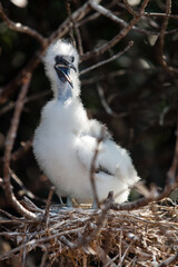 Downy chick of Red-footed booby (Sula sula) sitting on nest, Genovesa Island, Galapagos Islands, Ecuador