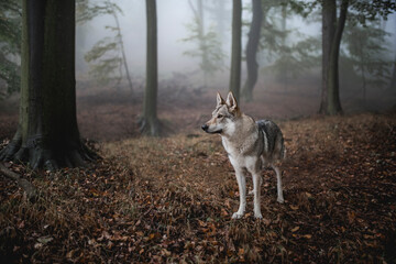 Wolfdog standing in a foggy forest 