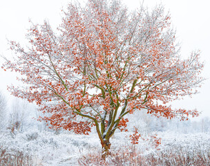 Single oak tree with snow on it on white snowy background.