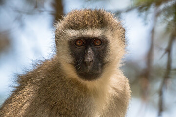 portrait of vervet monkey