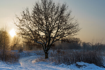 An oak tree in winter landscape with snow and against a sun.