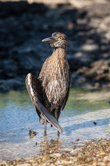 Close up of a young yellow-crowned night heron looking directly at the camera, shallow lagoon of Darwin bay, Genovesa Island, Galapagos Islands
