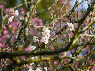 pink cherry blossom