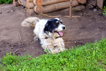 A dog near the booth. A service dog guards the house. A yard white shaggy dog is located near the wooden booth.