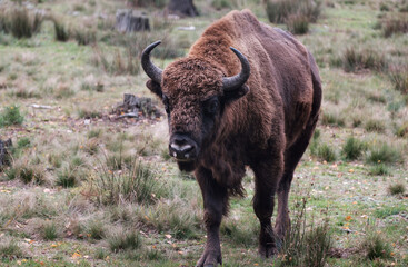 European bison or zubr in the nature
