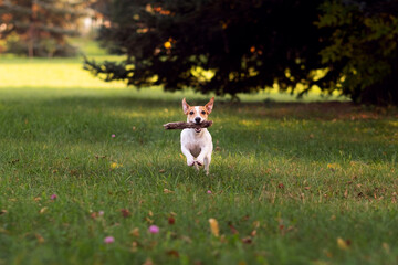 jack russell playing in the park, dog with wooden stick