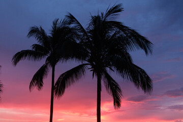 Fototapeta na wymiar palms at the sunset, vibrant red sky