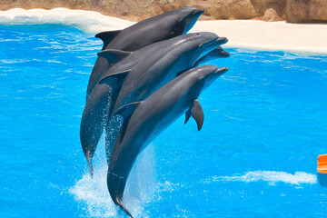 dolphin jumping out of water