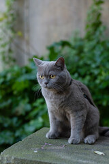 British shorthair cat on a wall attached with a strap